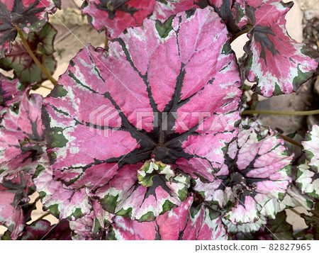 Exotic plant Royal begonia (Latin - Begonia rex) Exotic plant Royal begonia (Latin - Begonia rex) 82827965