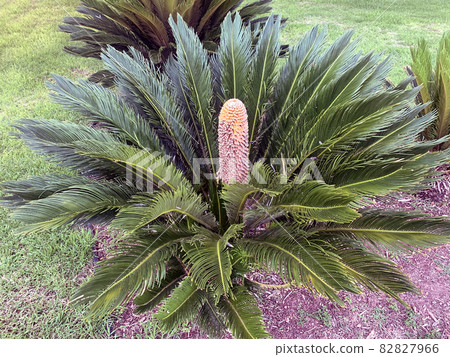 Cycas or sago palm (latin- Cycas revoluta) genus of ancient plants 82827966