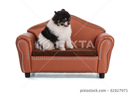 Portrait of a black and white dwarf Pomeranian Portrait of a black and white dwarf Pomeranian 82827971