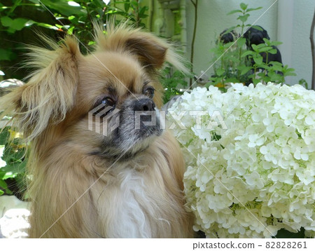 西藏獵犬 82828261