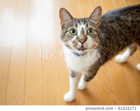 Cat looking up on the floor Cat looking up on the floor 82828271