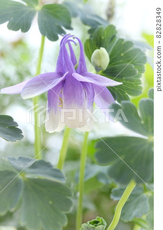 Aquilegia flabella, Miyama Ryokan, blue-purple flower, wild grass, close-up Aquilegia flabella, Miyama Ryokan, blue-purple flower, wild grass, close-up 82828349