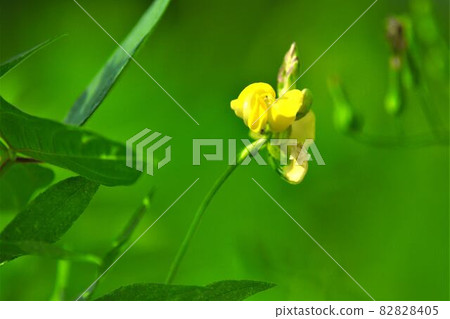 盛開美麗黃色花朵的野月 82828405