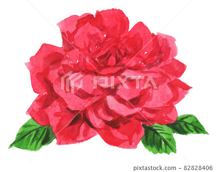 玫瑰 玫瑰花 粉紅色 82828406