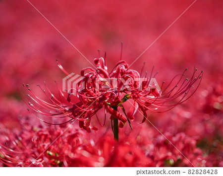 Cluster amaryllis Cluster amaryllis 82828428