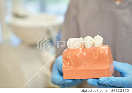 Visual plastic prop of gum and teeth presented by dentist Visual plastic prop of gum and teeth presented by dentist 82828560