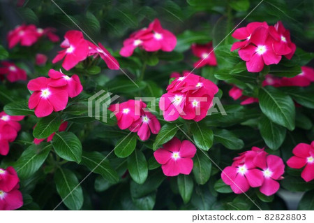 長春花深紅色的花 82828803