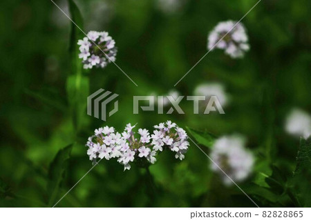 Sea thrift light pink flowers 82828865