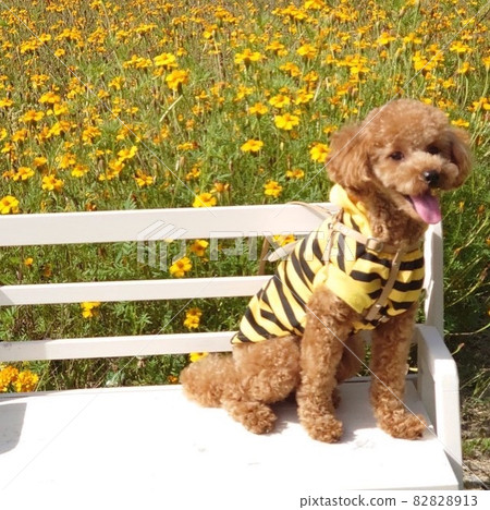 Dog and flower garden Dog and flower garden 82828913