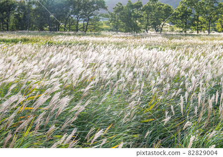 Tadewara Wetland: Beginning of Autumn Tadewara Wetland: Beginning of Autumn 82829004