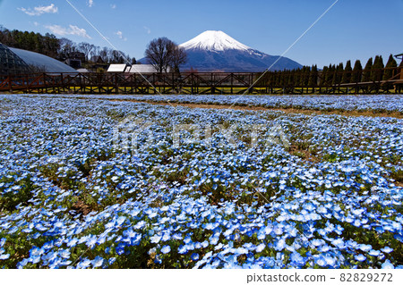 Nemophila flower field and Mt. Fuji Nemophila flower field and Mt. Fuji 82829272