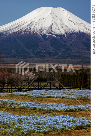 Nemophila flower field and Mt. Fuji Nemophila flower field and Mt. Fuji 82829273