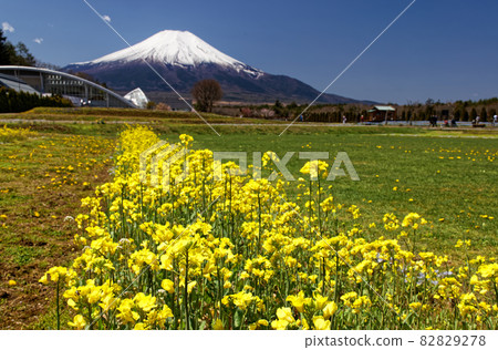 Rape field and Mt. Fuji Rape field and Mt. Fuji 82829278