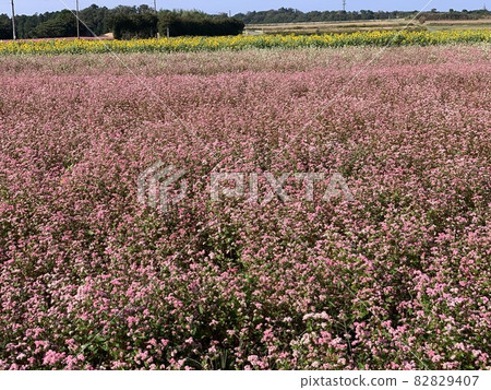 Red buckwheat field 82829407