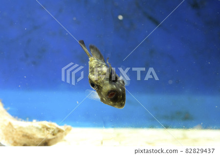 Clown triggerfish juvenile triggerfish Mongara Kawahagi Mongara 82829437