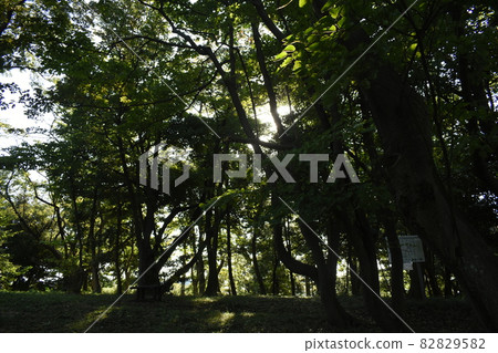 Hokenji Citizen's Forest Hokenji Citizen's Forest 82829582