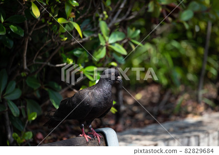EOS5D. Hiroshima Kure Station, dark-skinned pigeon. 82829684