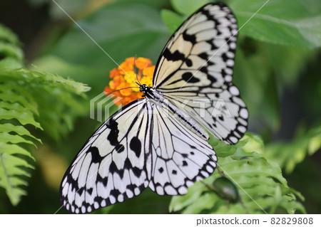 蝴蝶 82829808