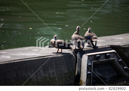 EOS5D. Kure City, Hiroshima, 3 Nakayoshi ducks. 82829902