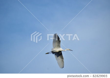 Kosagi dancing in the sky 82829903