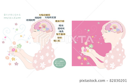 氣味傳遞到身體的機制・感覺傳導路徑-插圖素材 [82830201] - PIXTA圖庫