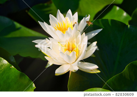 蓮花 蓮花 82830609