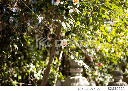 EOSRP. Akitsucho, Hiroshima, 掛花。 EOSRP. Akitsucho, Hiroshima, 掛花。 82830611