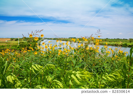 荒川,荒川上游,秋景,朝霞水門附近的風景 荒川,荒川上游,秋景,朝霞水門附近的風景 82830614