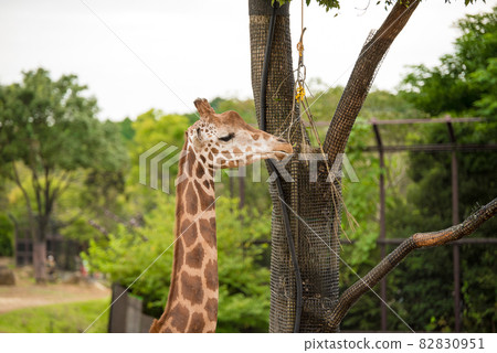 Giraffe in the zoo 82830951