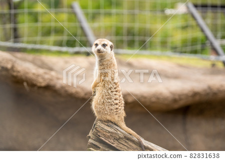 Lonely meerkat Lonely meerkat 82831638