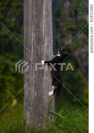 Small black kitten with white paws climbs a gray wooden pole against a background of greenery. Kitty is exploring the surrounding world Small black kitten with white paws climbs a gray wooden pole against a background of greenery. Kitty is exploring the surrounding world 82831860