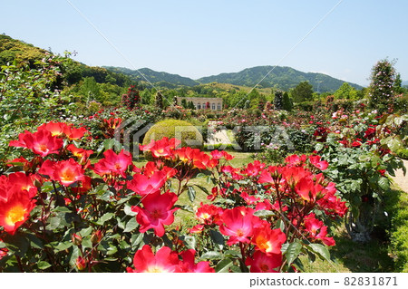 Kawazu Bagatelle Park Kawazu Bagatelle Park 82831871