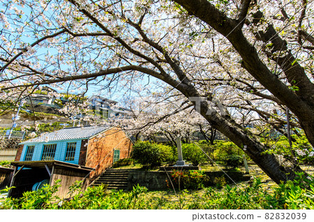 世界文化遺產小菅修仙場遺址的櫻花[長崎市] 82832039