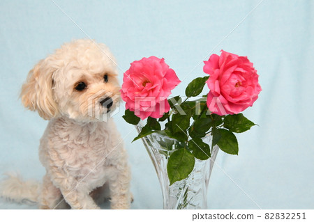 玫瑰和麥芽糖 82832251