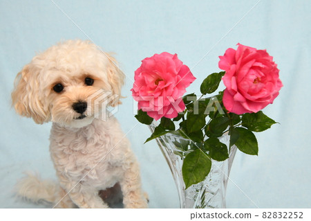 玫瑰和麥芽糖 82832252