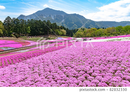 Shiba-zakura at Mt. Rishan Park and Mount Mt. 82832330
