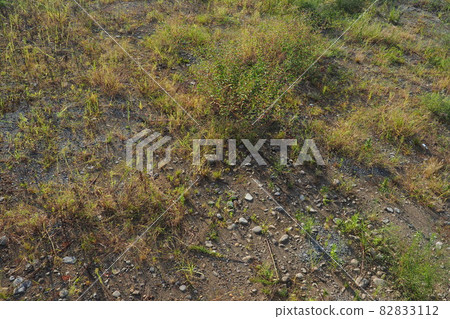 Wasteland Grassland Nohara Weed Land Wasteland Grassland Nohara Weed Land 82833112