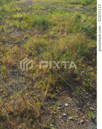 荒原草原野原雜草 82833113