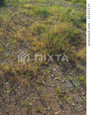 荒原草原野原雜草 82833114