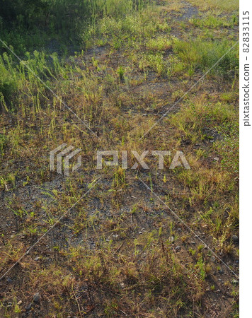 荒原草原野原雜草 82833115