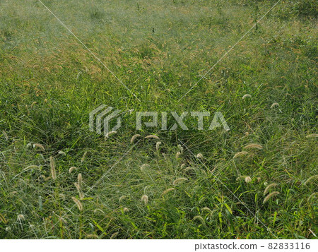 荒原草原野原雜草 荒原草原野原雜草 82833116