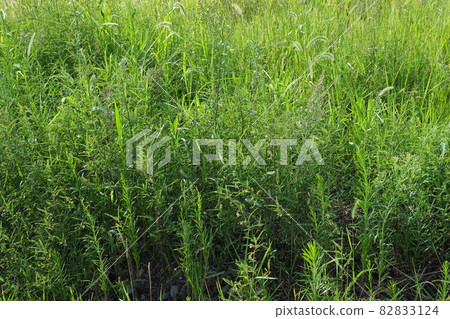 Wasteland Grassland Nohara Weed Land 82833124