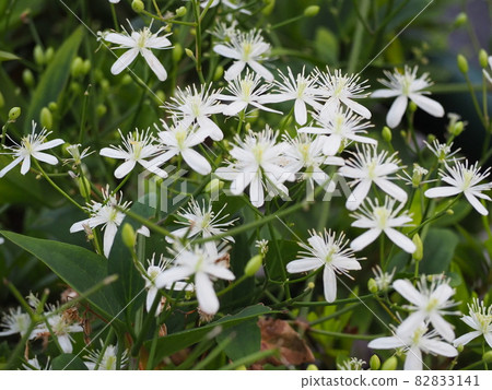 圓錐鐵線蓮 圓錐鐵線蓮 82833141