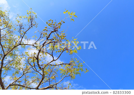 Sendan tree and its fruit Sendan tree and its fruit 82833300