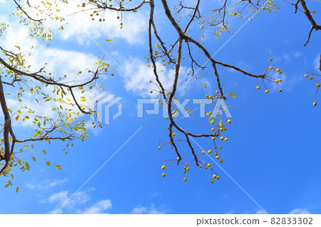 Sendan tree and its fruit Sendan tree and its fruit 82833302