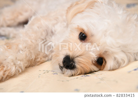 孤獨的麥芽糖 82833415