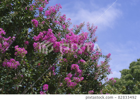 The crape myrtle tree is in bloom with pink flowers. 82833492