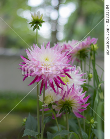Gorgeous dahlia in the dahlia garden 82833594