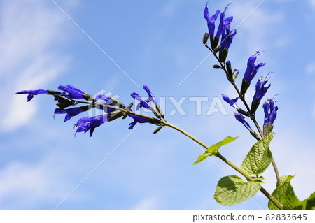Sage. Herbs. Meadow sage. Blue sky background. Sage. Herbs. Meadow sage. Blue sky background. 82833645