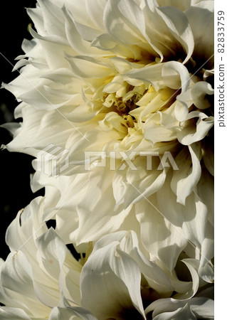 達利亞盛開 82833759